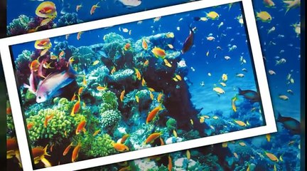 Best Diving Sites In Hurghada