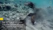 Un plongeur se fait attaquer par une murène qui change de proie subitement!