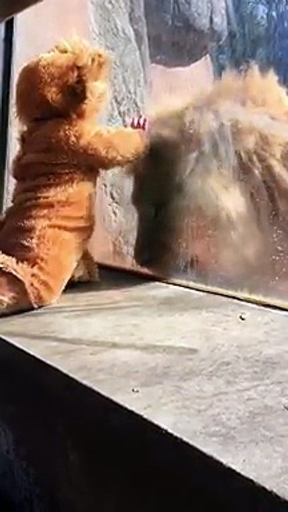 La rencontre magique entre un lion et un bébé déguisé en lion