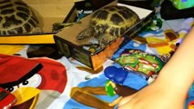 TMNT Teenage Mutant Ninja Turtles Mashems Новые Черепашки Ниндзя Nickelodeon