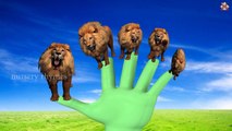 Finger Family || LIONS GROUP ATTACK ON SHEEP version || Funny Finger Family song