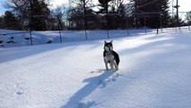 Siberian Husky sniffs out favorite ball in deep snow