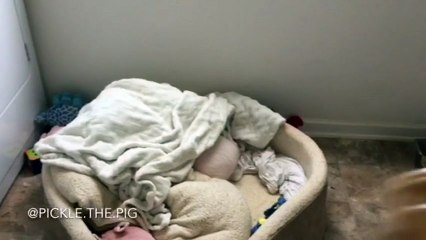 Pickle the mini pig wakes up for peanut butter