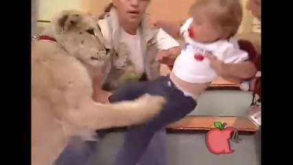 Aslan, canlı yayında bebeğe saldırdı