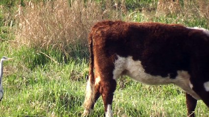 Wild heron stalks cow's every move
