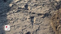 3.6 Million-Year-Old Footprints May Explain Early Human Sexual Strategy