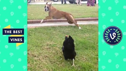 Best Animal Fails Compilation Part 1 | Top Funny Pets Fail August 2016