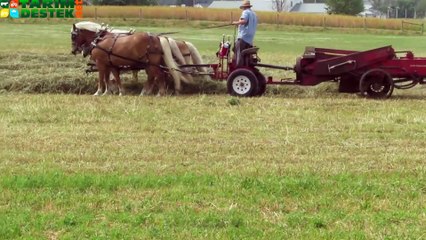 At ile Balya Yapıp Römorka Yüklüyorlar