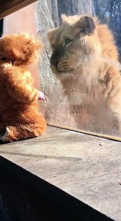 Un bébé déguisé en lion rencontre un vrai lion