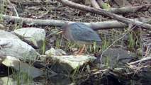 Bird Swallows a Giant Fish ! Stunning Video Hunting For Food !