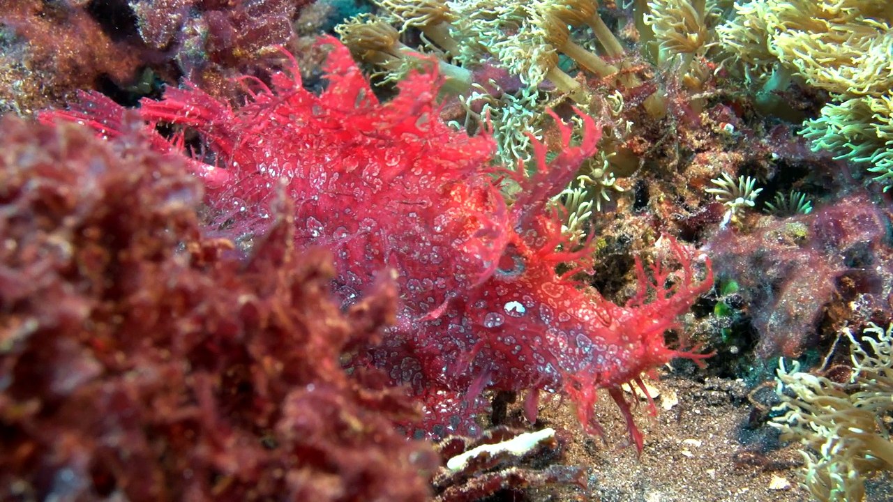 Weedy Scorpionfish