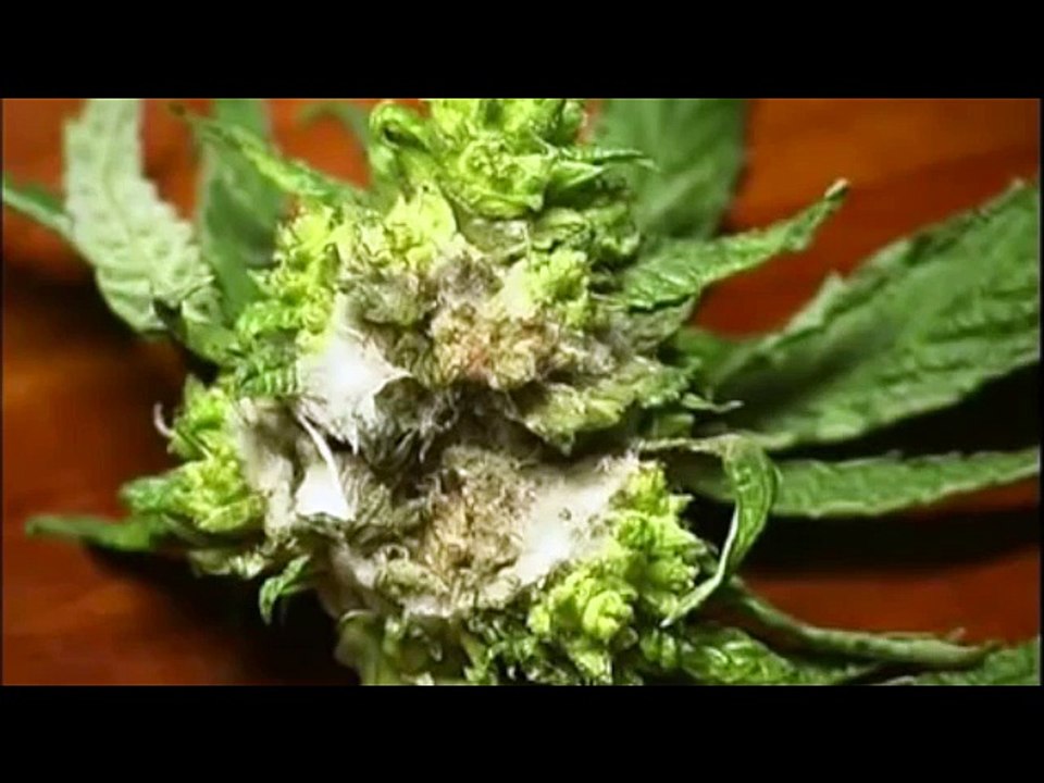 SI A LA MARIHUANA