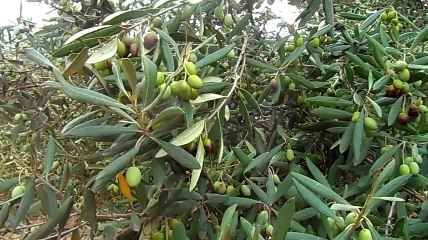 Olivier,olives et musique.