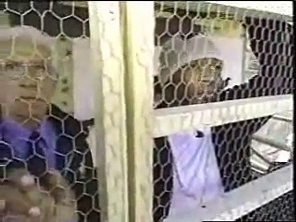 Uncle Frank - Meets Mike Tyson and his Pigeons