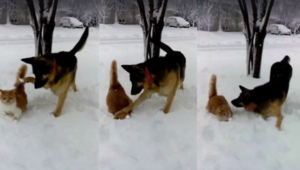 Un chat se fait faceplant dans la neige par un berger allemand