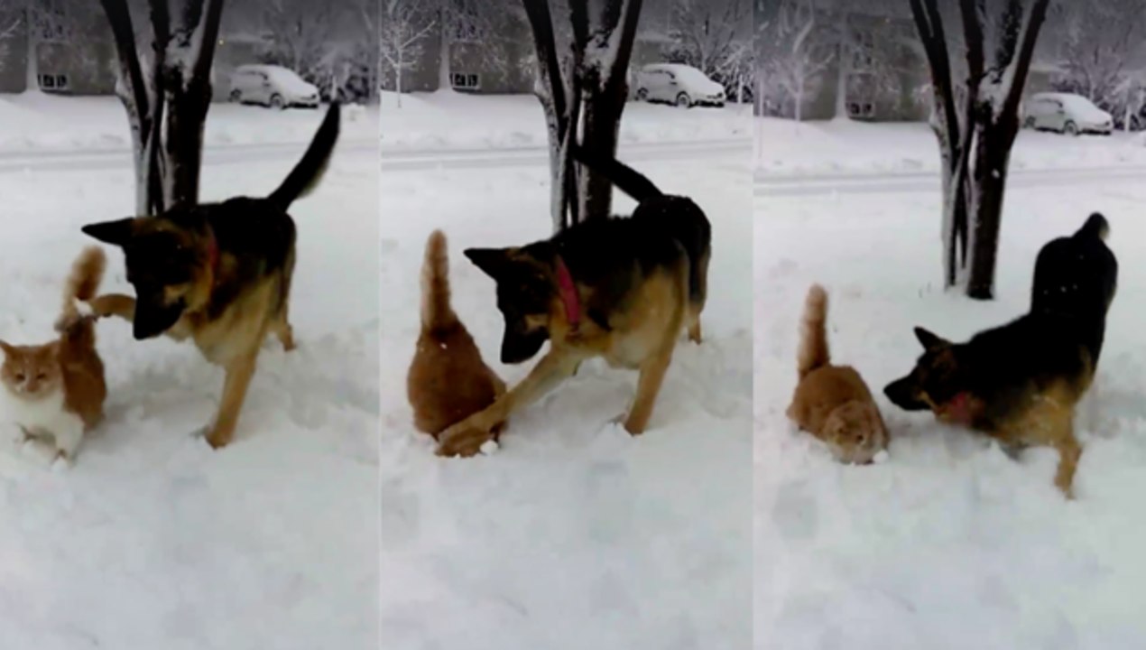 Un chat se fait faceplant dans la neige par un berger allemand