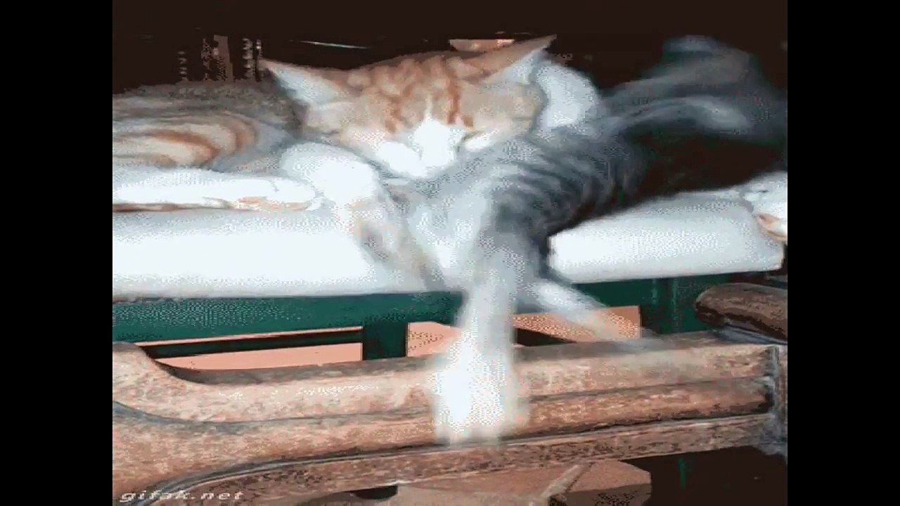 Funny Cats Clips in 30 Seconds (1)