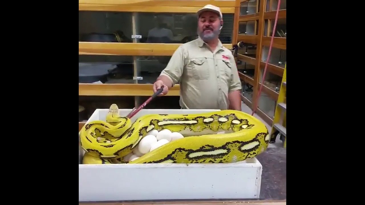 Mother Snake Attacks When Keeper Steals Her Eggs
