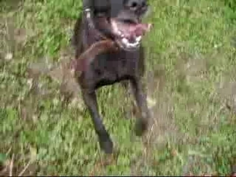 ATTENTION CHIEN MECHANT