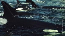 The 30-Second Video That's Terrifying SeaWorld