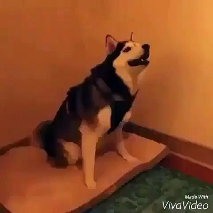 funny dog