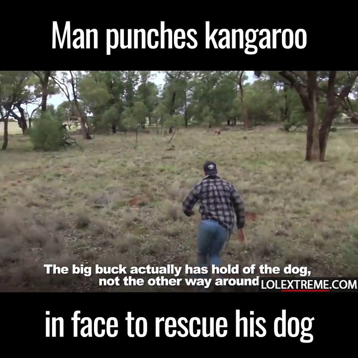 Man Punches Kangaroo To Save His Dog
