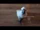 Harley Gets Hyped: Cockatoo Loves Playing Fetch