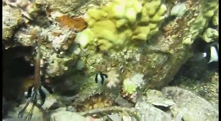 Tauchen und Schnorcheln am Hausriff vom Utopia Beach Club in Ägyten November 2012 - YouTube