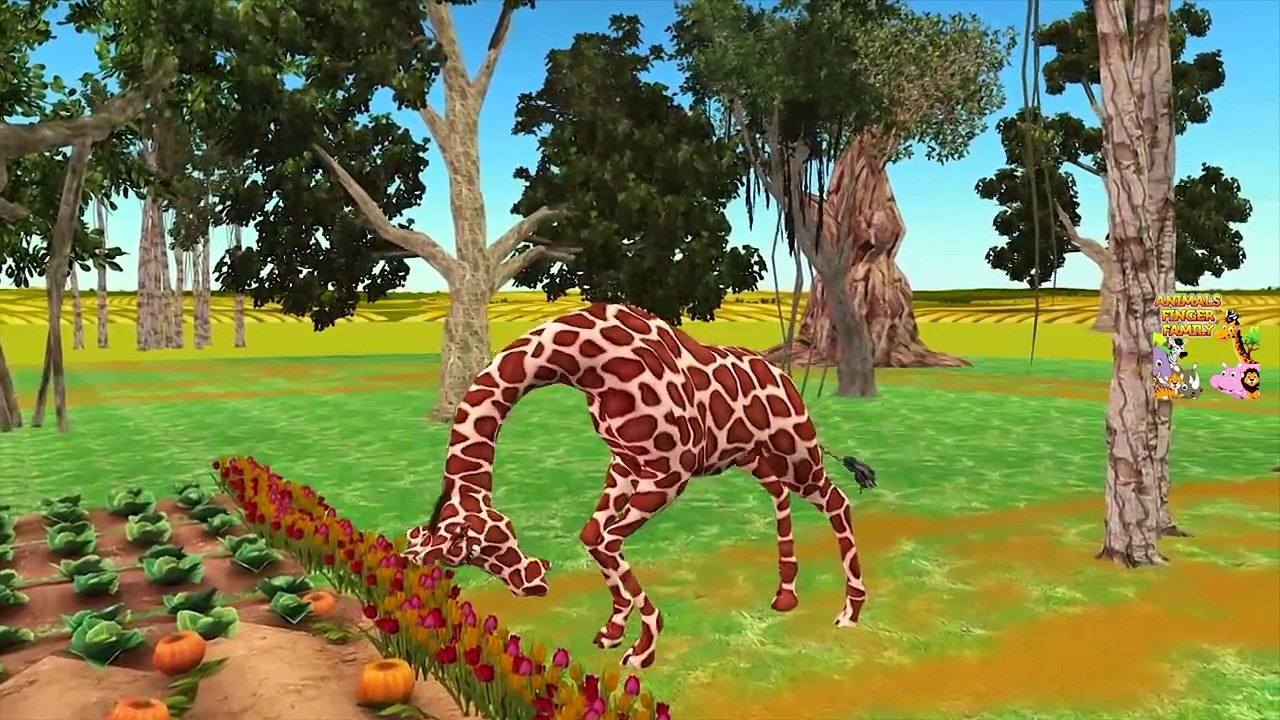 Tiger Vs Animals Finger Family | Animals Finger Family Rhymes | Tiger Vs Animals Rhymes Collection