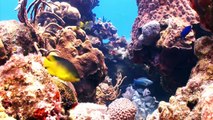 Giant Sea Turtles in Coral Reef