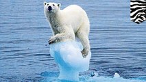 Pencairan es laut mengancam populasi beruang kutub - Tomonews