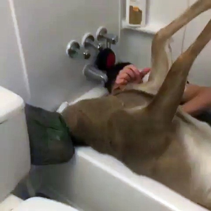 Un alcoolique s'amuse avec une biche dans une baignoire