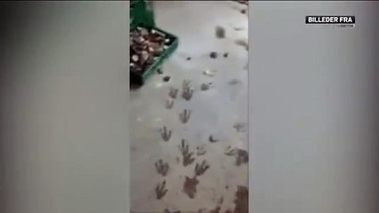 Penguins of Madagascar in real life