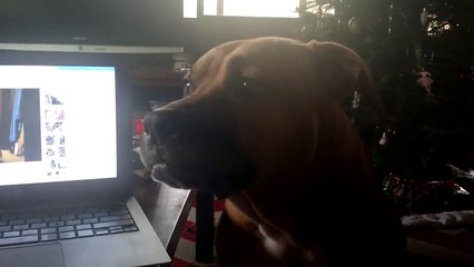 Ce chien aboie d'une façon très originale