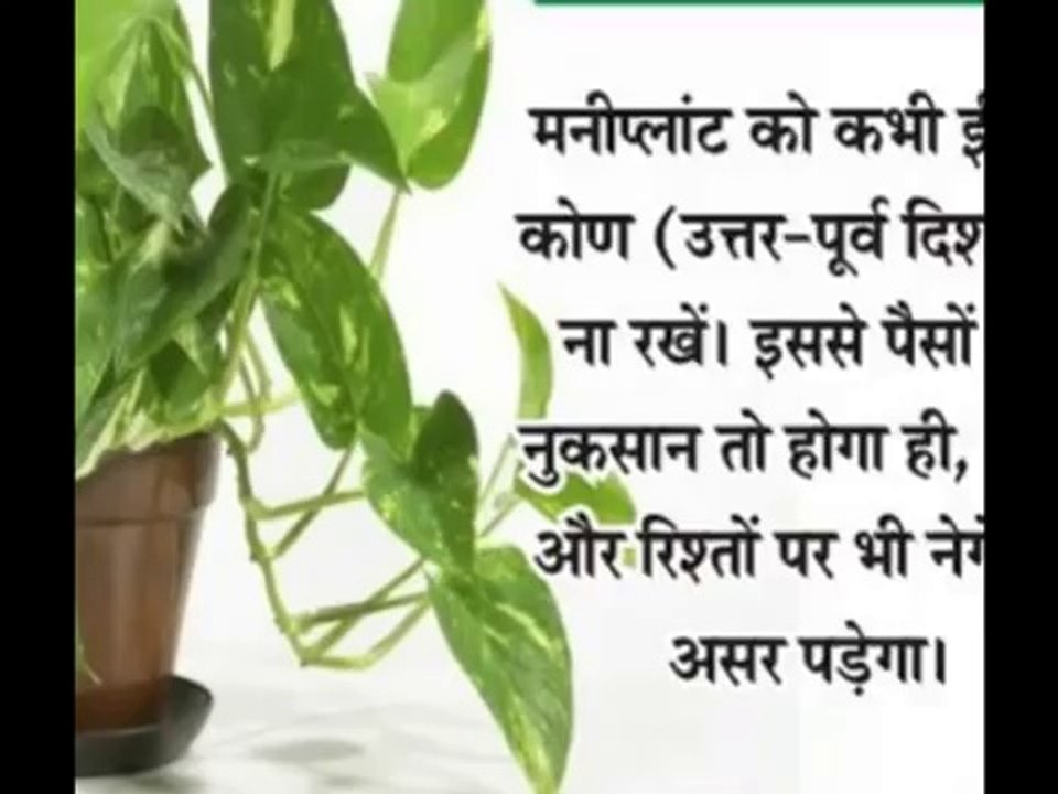 MONEY PLANT