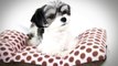 Buy Dog Bedding At Pet Supplies Plus