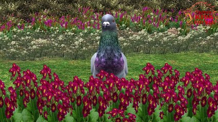 Pigeon Finger Family Nursery Rhymes Collection | Cartoon Kids Rhymes