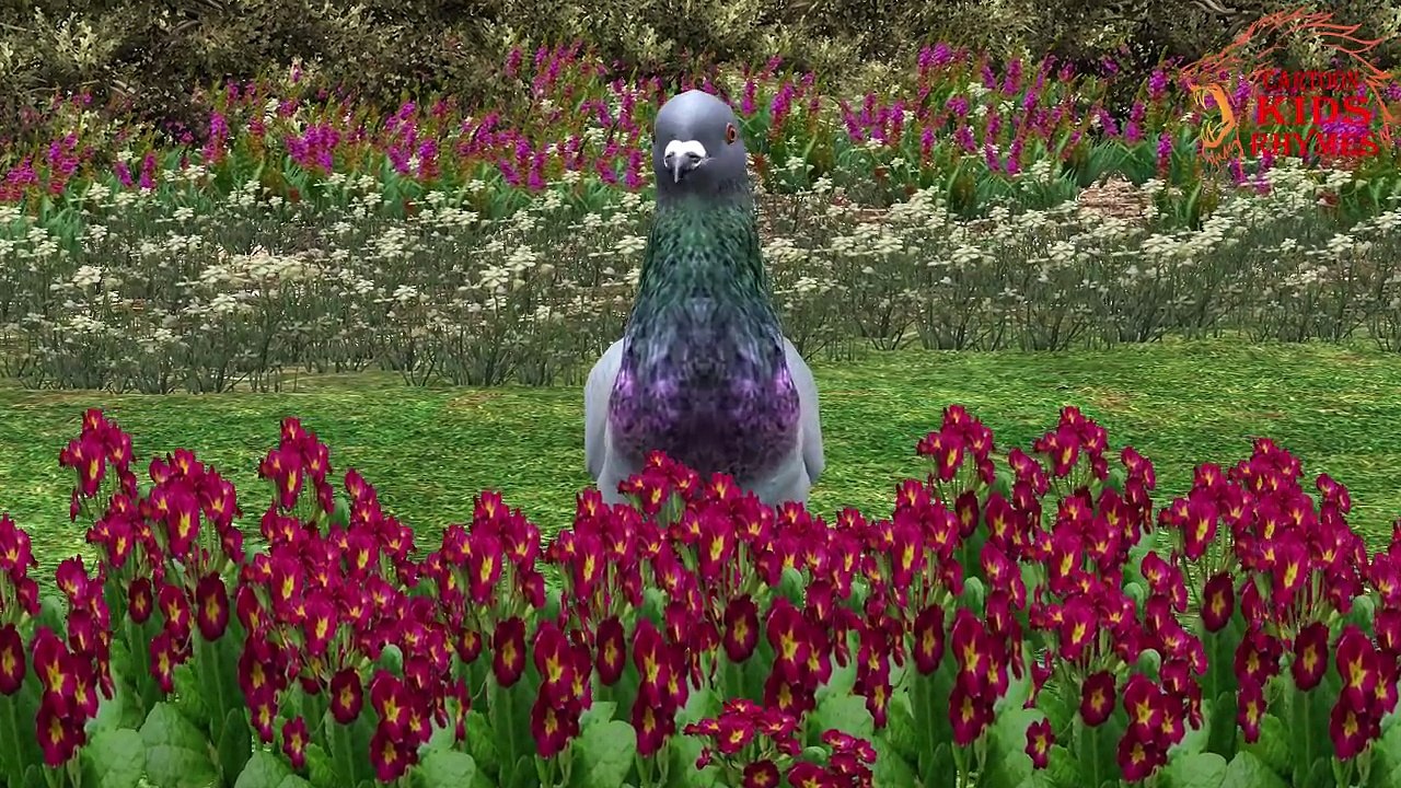 Pigeon Finger Family Nursery Rhymes Collection | Cartoon Kids Rhymes