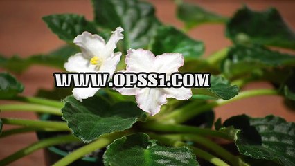 광명키스방 / 영통휴게텔 / OPSS1。COM / 구글 → 오피쓰