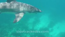 Un plongeur est bousculé par un requin blanc géant