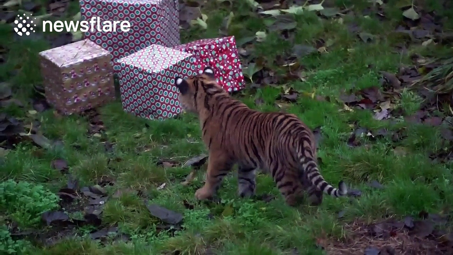 Tigers and meerkats enjoy Christmas treats at London Zoo