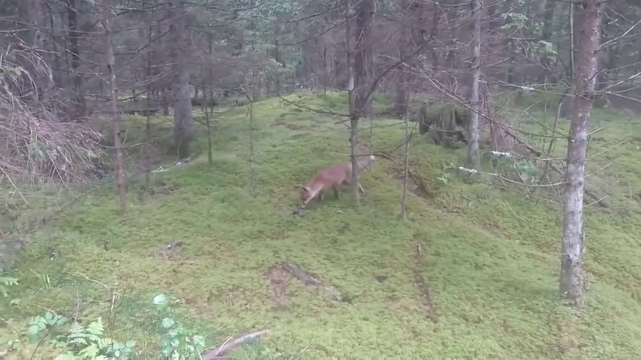 Il lance ses clefs de voiture à un renard.. qui part avec !