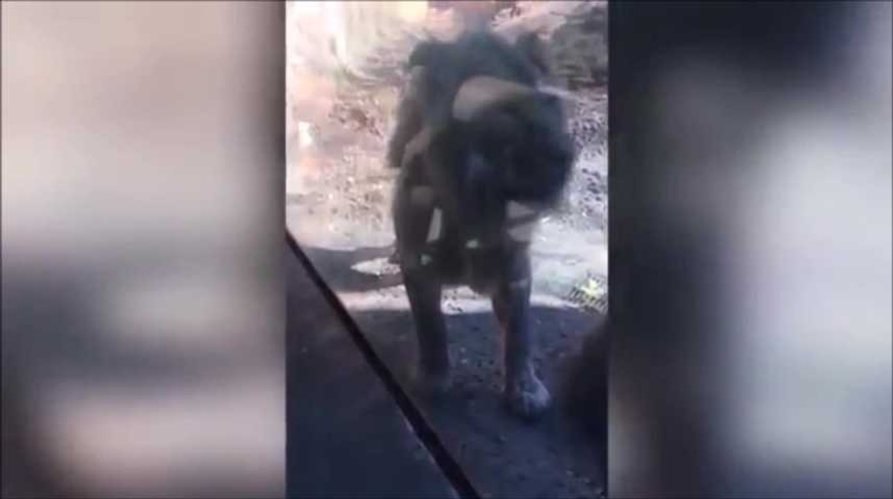 Véritable coup de foudre entre un bébé déguisé en lion et... un vrai lion ! Magique !