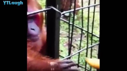 Funny videos 2016 - HARDEST try not to laugh challenge