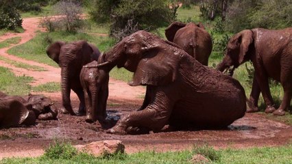 L'Homme prendrait-il enfin au sérieux le massacre des éléphants?