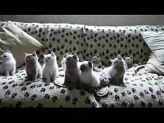 котята