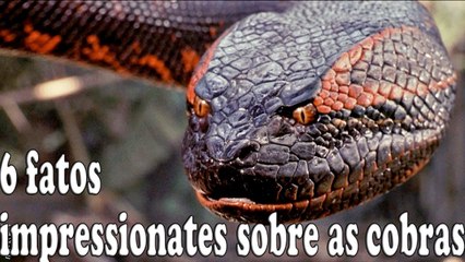 6 fatos impressionantes sobre as cobras