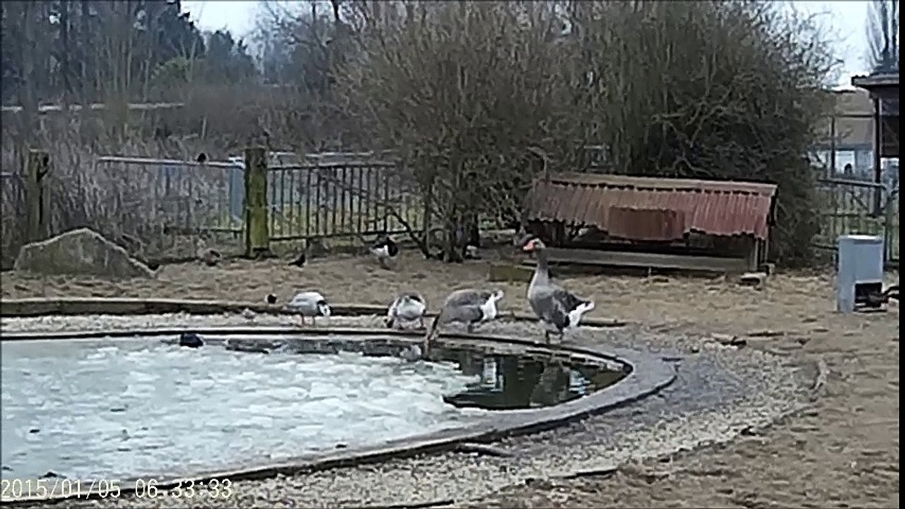 Coin coin sur l'étang gelé