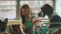 Cães têm ônibus especial para passeio turístico em Londres