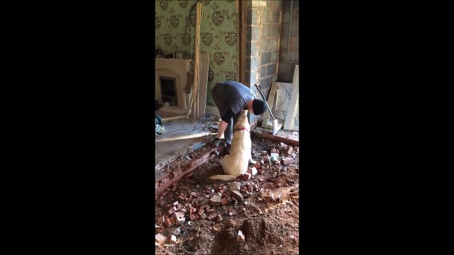 Si j'ai du retard sur le chantier c'est à cause du chien... Je vous jure!